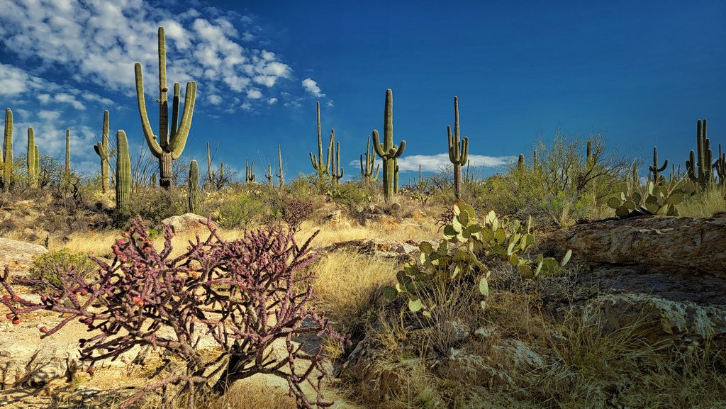 Saguaro, Prickly Pear & Staghorn Cholla